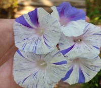 بذر دانه، فروش بذرهای اورجینال وارداتی 1404